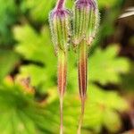 Geranium pratense Fruchs