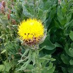 Centaurea macrocephala Blüte