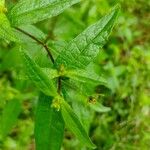 Sigesbeckia orientalis Blad