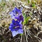 Gentiana alpina Virág