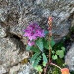 Pedicularis verticillataFlower