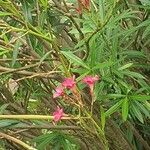 Nerium oleander Lorea