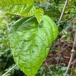 Cynanchum gonoloboides Leaf