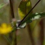 Crepis micrantha Blatt