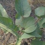 Wyethia sagittata Φύλλο