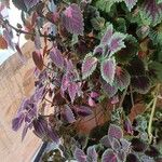 Coleus decurrensLeaf