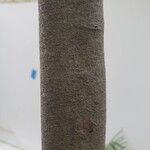 Dacrydium elatum বাকল