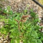 Astilbe japonicaFlower