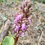 Himantoglossum robertianum Fleur