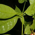 Peltostigma guatemalense Leaf