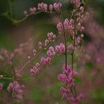 Antigonon leptopus Blomma