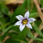 Sisyrinchium rosulatum Квітка