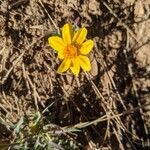 Pseudobahia bahiifoliaFlower