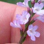 Verbena officinalis花