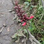 Erythrina herbacea Virág