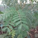 Calliandra haematocephala Blad