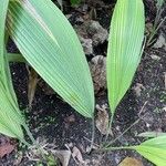 Asplundia insignis Hoja