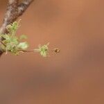 Commiphora mollis Flor