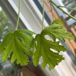 Pelargonium graveolensBlad