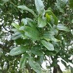 Matayba elaeagnoides Leaf