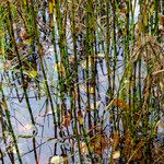 Equisetum fluviatile Leaf