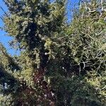 Podocarpus totara पत्ता