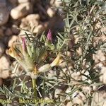 Astragalus hispanicus Egyéb