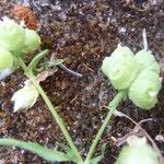 Valeriana vesicaria Fruit