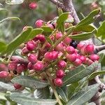 Pistacia lentiscus Fruit