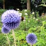 Echinops bannaticusКветка