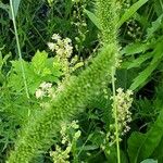 Setaria verticillata Blüte