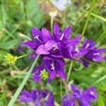 Campanula glomerataKwiat