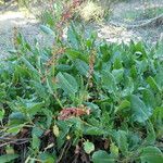 Rumex roseus Hábito