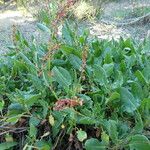 Rumex roseus Pokrój