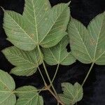 Acer sterculiaceum叶