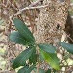 Olea europaea Bark