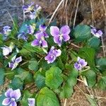 Viola adunca 花