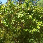 Cephalanthus occidentalis Hábito