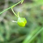 Anthericum ramosum Fruit