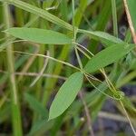 Lathyrus palustris Leaf