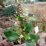 Euphorbia lophogona Natur