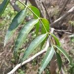 Zanthoxylum coco Leaf