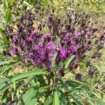 Vernonia fasciculata Цветок