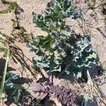 Crambe maritima Blad