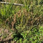 Themeda quadrivalvis Costuma