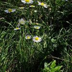 Erigeron annuus 形態