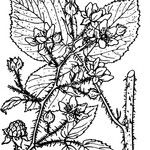 Rubus guentheri Máis