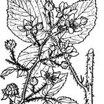 Rubus guentheri Anders