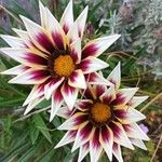 Gazania linearisFiore