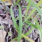 Allium triquetrum Leaf